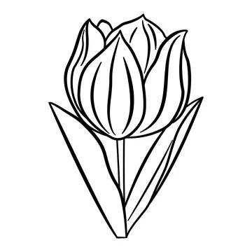 Tulip Flower for Coloring Page. Spring Flower. Vector Illustration of a Blo.. Stock Illustration