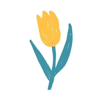 Tulip flower crayon drawn. Spring crocus plant doodle isolated on white Stock Illustration