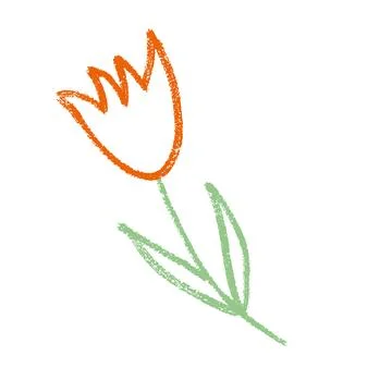 Tulip flower crayon drawn. Spring crocus plant doodle isolated on white Stock Illustration