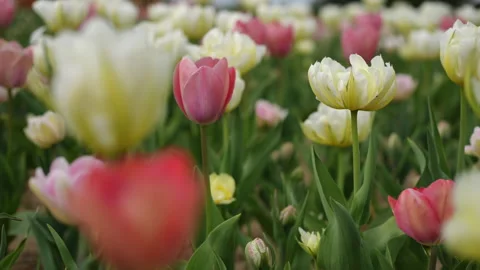 Tulip Flower Field in Full Bloom Majestically Capturing Natures Charm Stock Footage 306846007