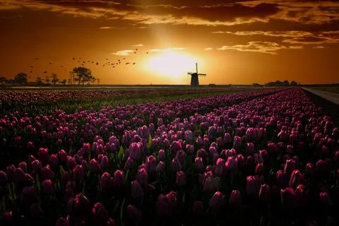 Tulip flower fields in spring near the town of 'Schermerhorn', province 'Noord-H Stock Photos