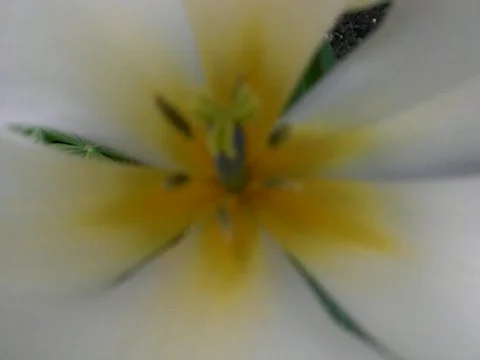 Tulip flower Stock Footage 383763