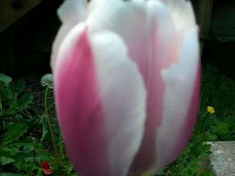 Tulip flower Stock Footage 383867