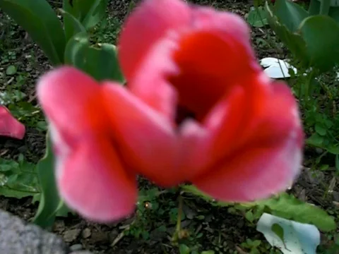 Tulip flower Stock Footage 383868