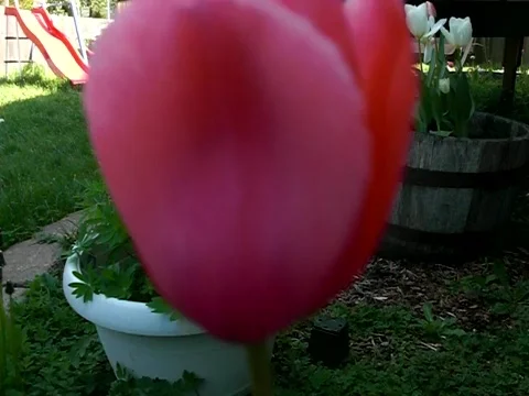 Tulip flower Stock Footage 383869