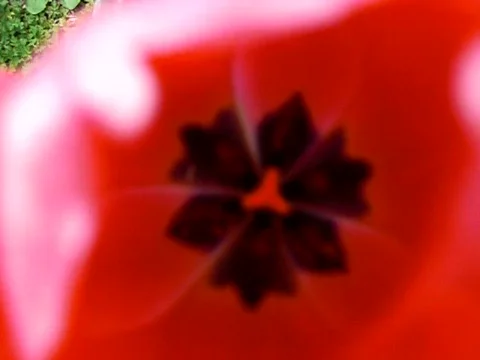 Tulip flower Stock Footage 383872