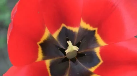 Tulip flower 스톡 동영상 11365606