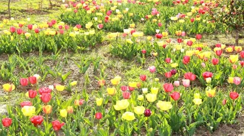 Tulip Flower Stock Footage 22429181