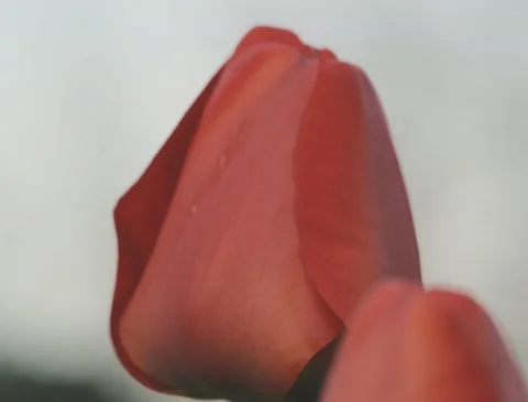 Tulip flower Stock Footage 140656762