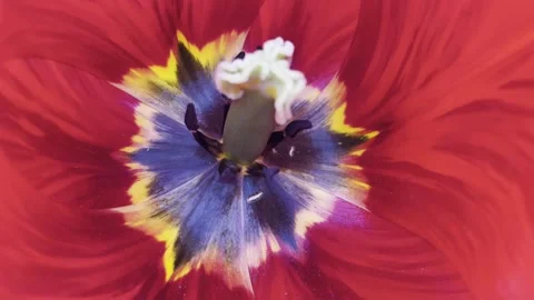 In a tulip flower Stock Footage 240940120