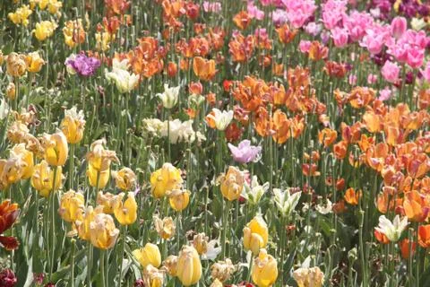 Tulip flower garden Stock Photos