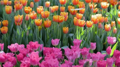 Tulip flower with green leaf background in tulip field at winter day. 스톡 동영상 101768476
