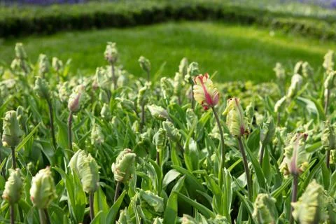 Tulip flower with green leaf with green grass Stock Photos