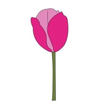 Tulip flower Stock Illustration