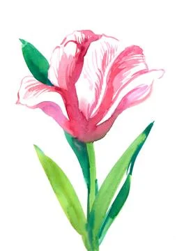 Tulip flower Stock-Illustration