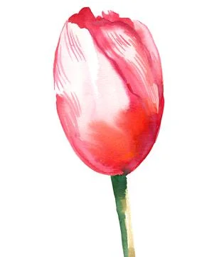 Tulip flower Stock Illustration