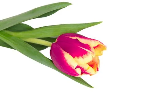 Tulip flower isolated Stock Photos