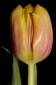 Tulip flower macro background high quality tulipa aximensis family liliaceae  Stock Photos