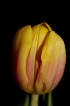 Tulip flower macro background high quality tulipa aximensis family liliaceae  Stock Photos