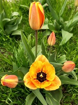 Tulip flower open Stock Photos