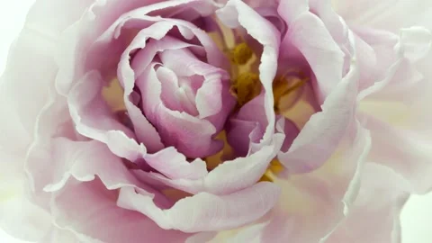 Tulip flower opening background. Timelapse of beautiful pink tulip flowers Stock Footage 152590248
