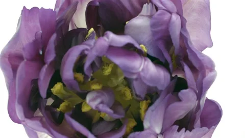 Tulip flower opening background. Timelapse of beautiful pink tulip flowers Stock Footage 152590291