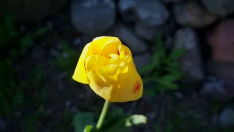 Tulip flower opening, quick opening Stock Footage 154863970