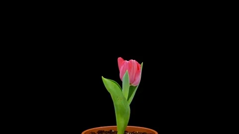 Tulip flower opening time lapse Stock Footage 245542200