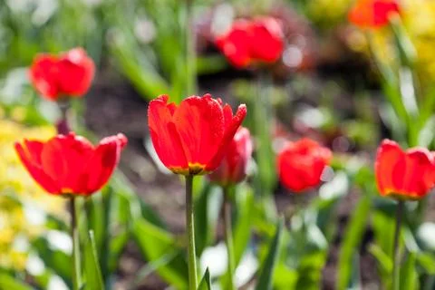 Tulip flower Stock Photos