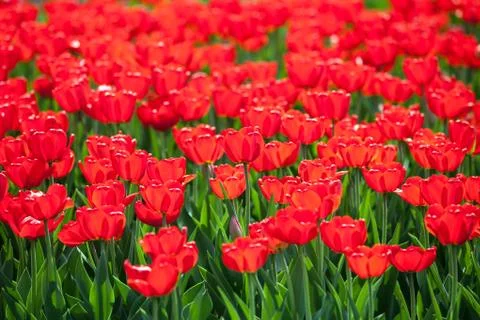 Tulip flower Stock Photos