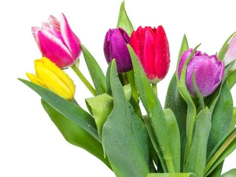 Tulip flower Stock Photos