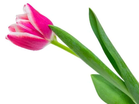 Tulip flower Stock Photos