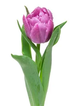 Tulip flower Stock Photos