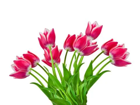 Tulip flower Stock Photos