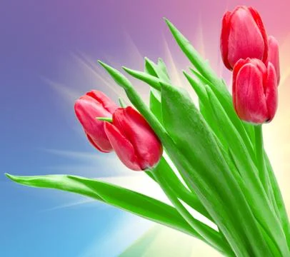 Tulip flower Stock Photos