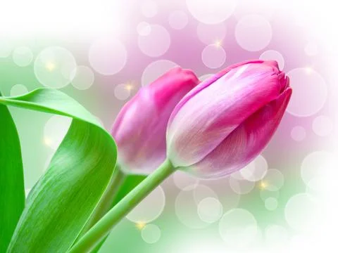 Tulip flower Stock Photos
