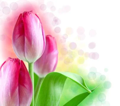 Tulip flower Stock Photos