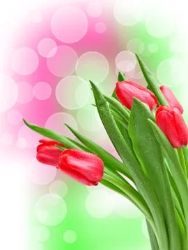 Tulip flower Foto stock