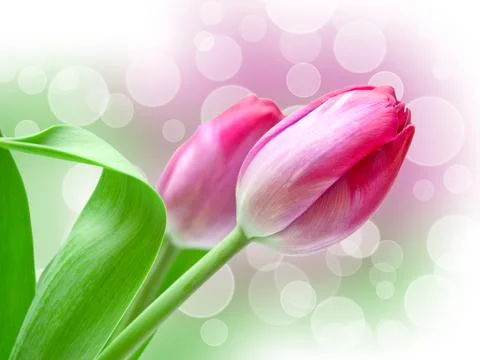 Tulip flower Stock Photos