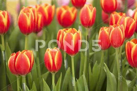Tulip flower Stock Photos