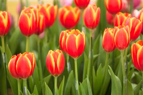 Tulip flower Stock Photos