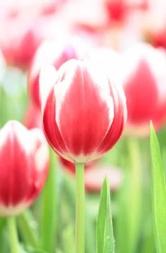 Tulip flower Stock Photos
