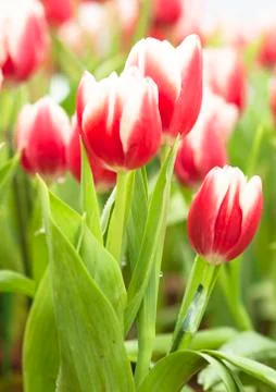 Tulip flower Stock Photos