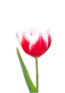 Tulip flower Stock Photos