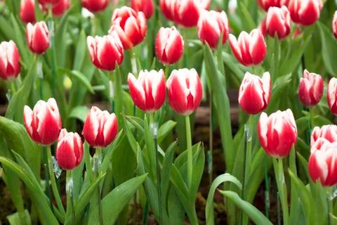 Tulip flower Stock Photos