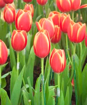 Tulip flower Stock Photos