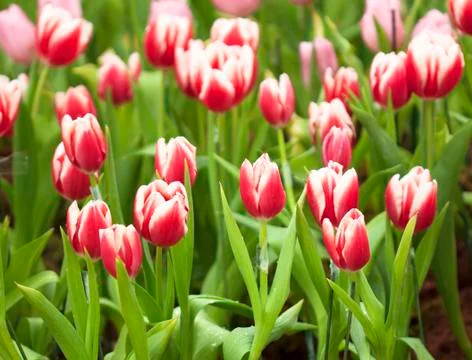 Tulip flower Stock Photos
