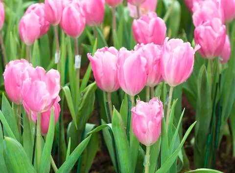 Tulip flower Stock Photos
