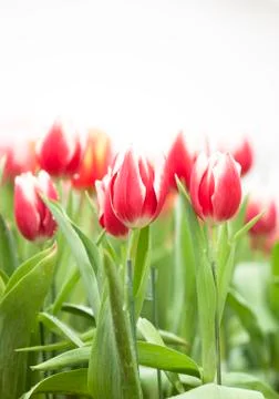 Tulip flower Stock Photos