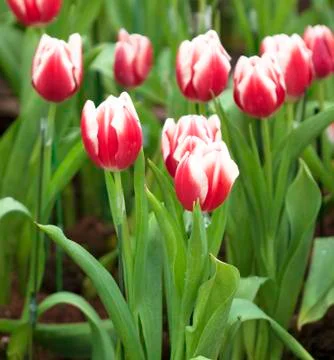 Tulip flower Stock Photos